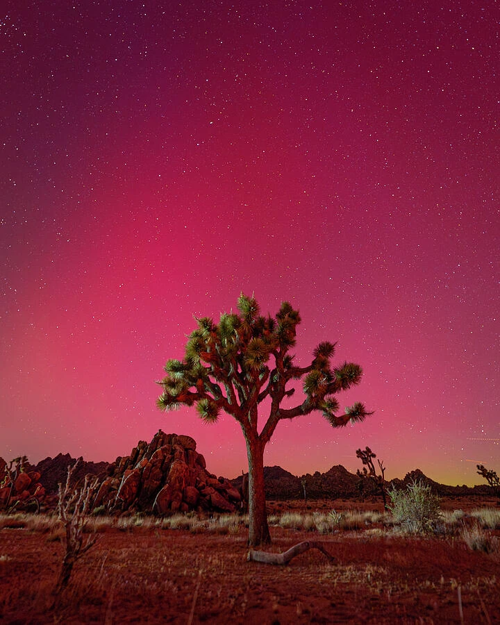 Joshua Tree with Aurora Borealis 1 — photograph by Bruce Feagle