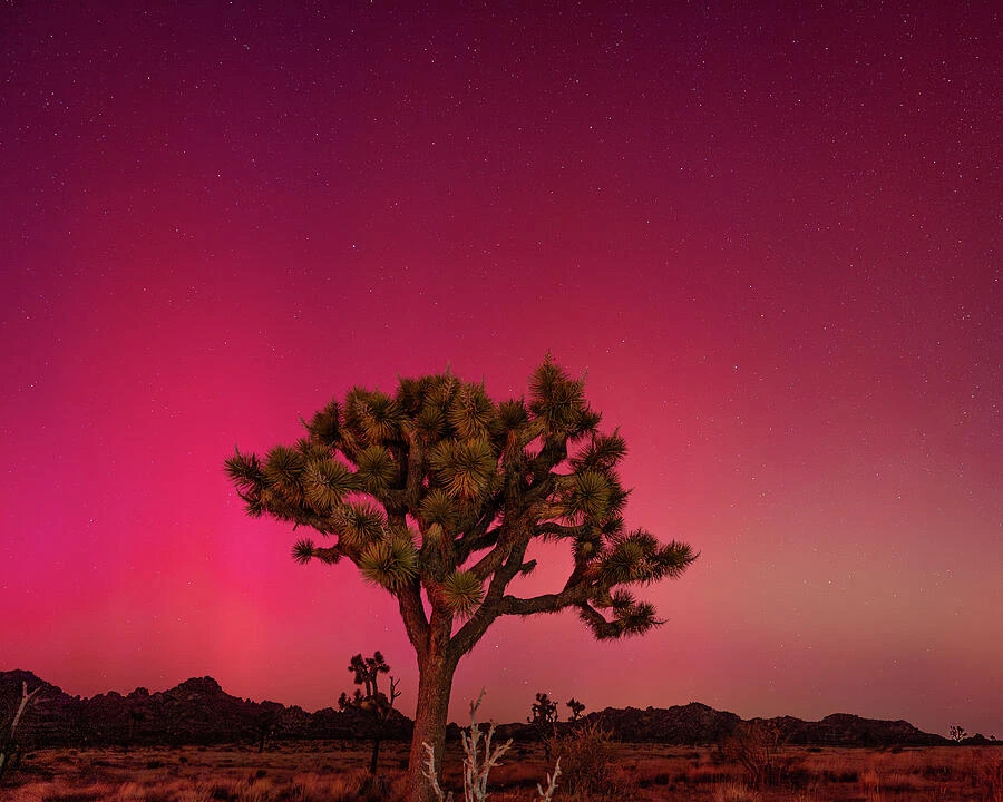 Joshua Tree with Aurora Borealis 2 — photograph by Bruce Feagle