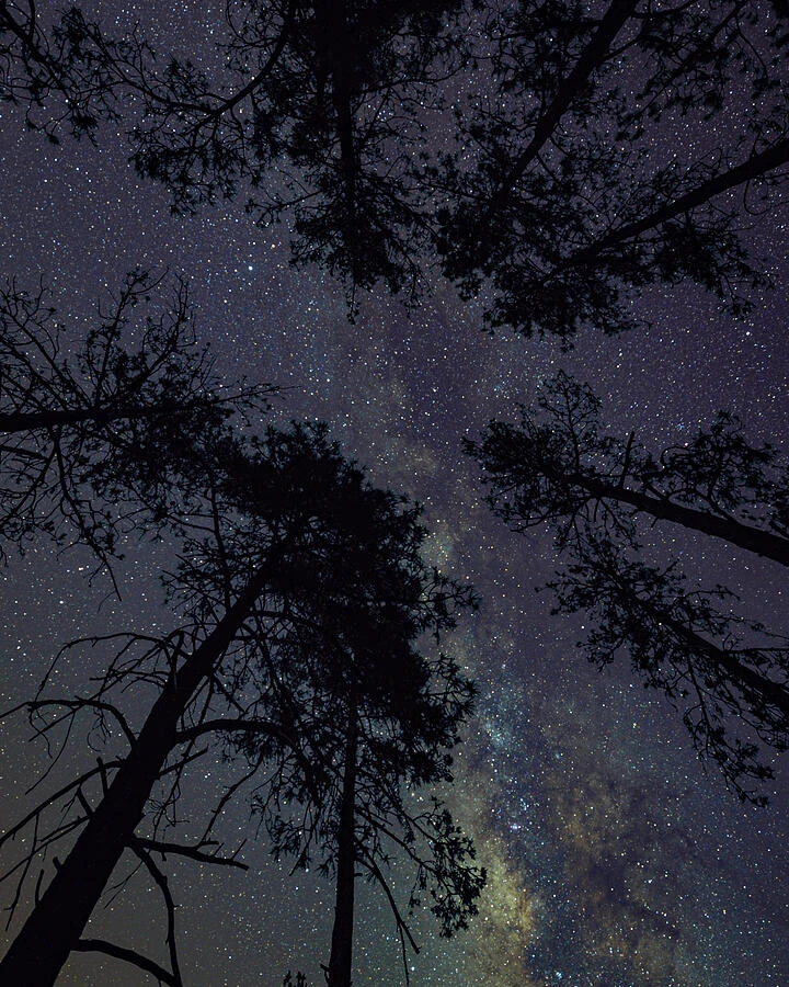 Tree Night Scape — photograph by Bruce Feagle